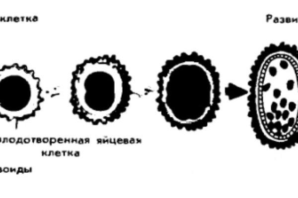 Даркнет зеркало