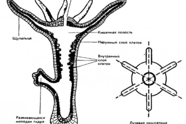 Сайт kraken в tor